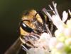 Megachile melanopyga
